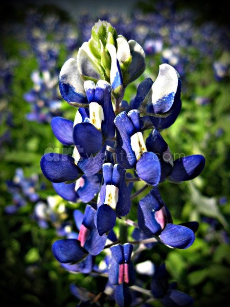 Bluebonnet in Portrait