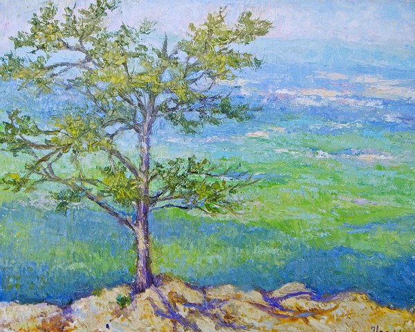 Pine tree in the Blue ridge mountains