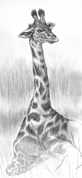 Giraffe sketch