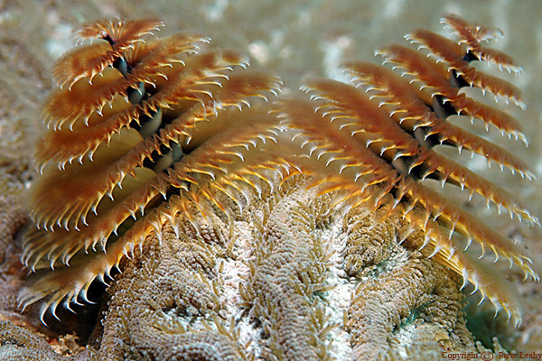 Golden Christmas Tree Worm