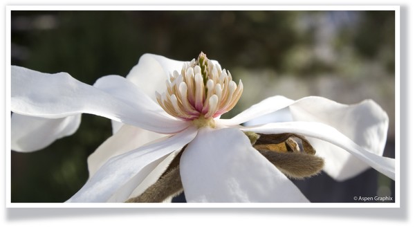 White Magnolia