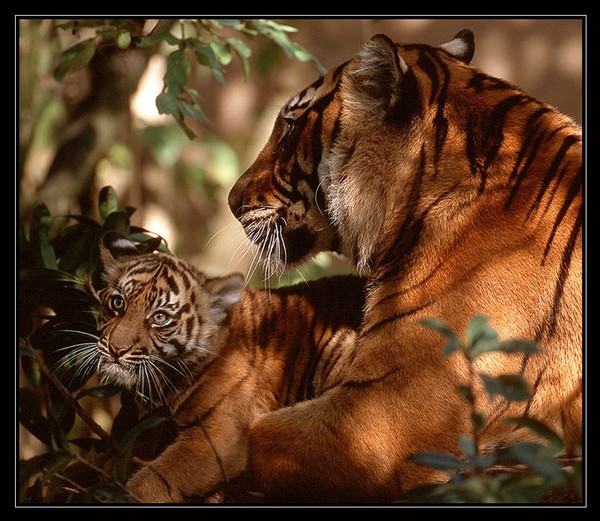 Tiger with Cub