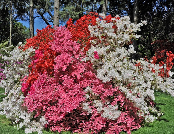 Unruh Azaleas