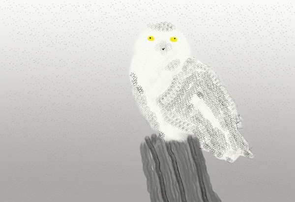 O395 Snowy Owl