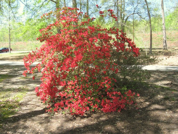 Red Bush