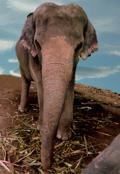 Thai  Elephant  photomontage