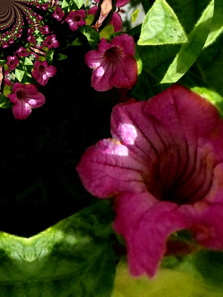 Purple Petunias In The Park (Two)