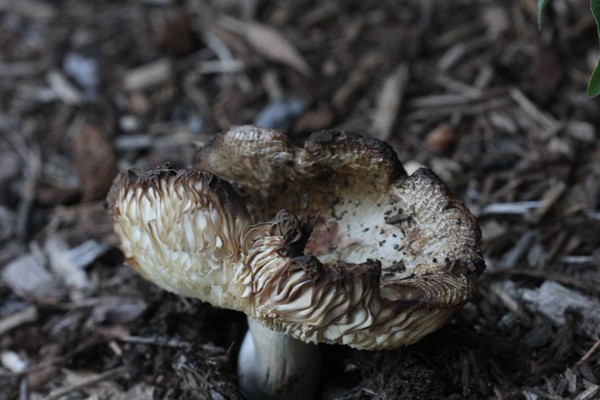 Nifty mushroom