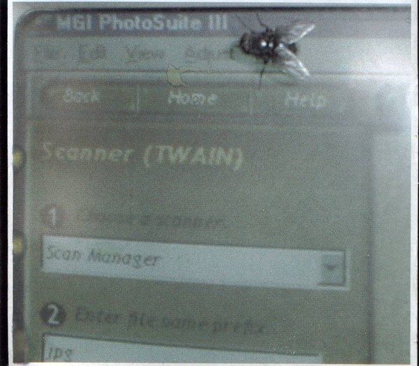 Fly on a Computer Monitor