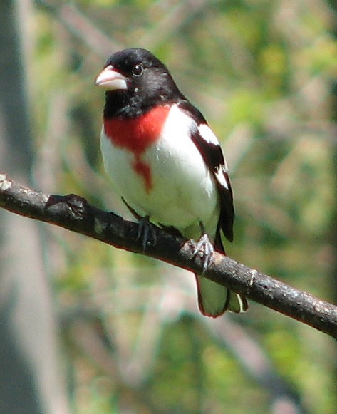 Rose breasted Grosbeak