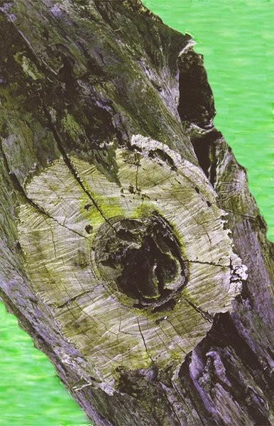 Tree Eye