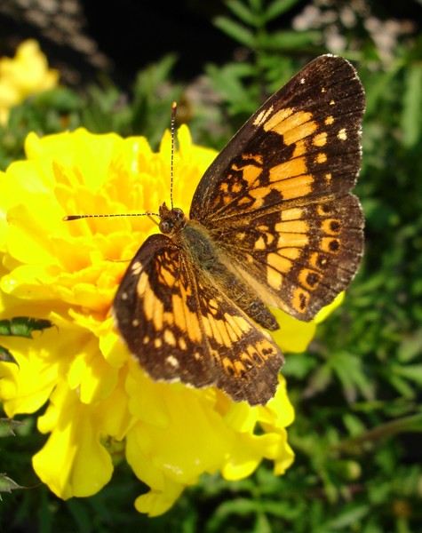Butterfly on Marigold