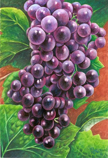 Dark Grapes