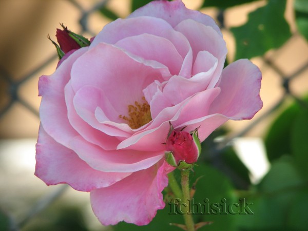 Pink Rose with 2 Buds 
