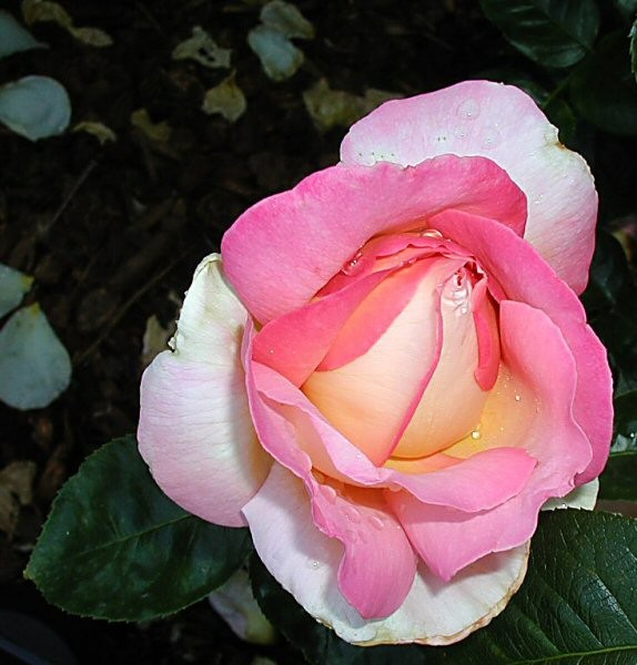 Pink Rosebud 2