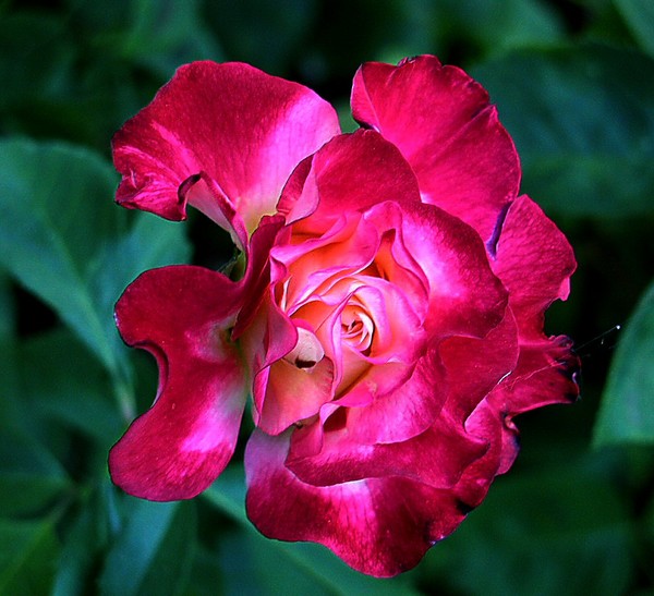 Bi-Color Rose Bloom