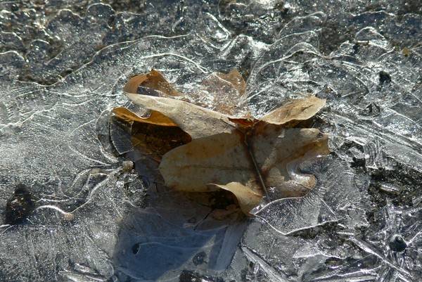 autumn leaf, winter ice 