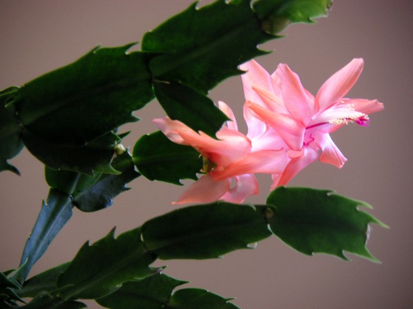Holiday Cactus On Wings