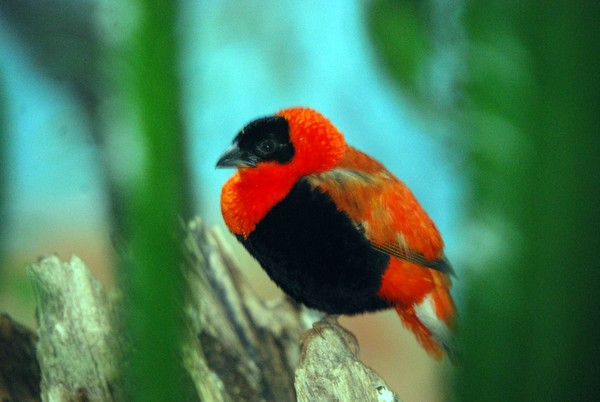 Black and Red Bird