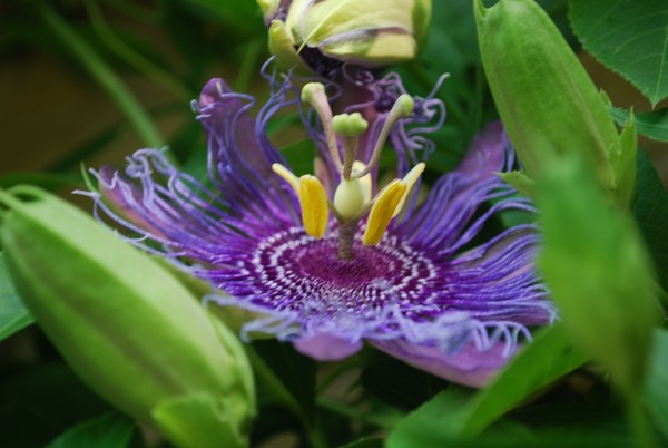 A Purple Passion Flower