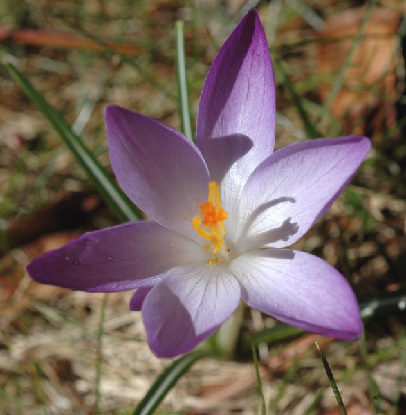 Crocus #2