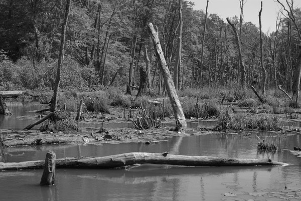 Land of Dead Trees