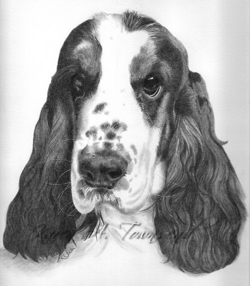 Cocker Spaniel Commission