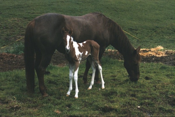 Mare and newborn Foal
