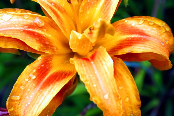 Rainy-Day Lily