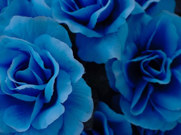 Blue Silk Roses