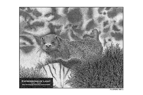 ExpoLight-Graphic-Arts-Otter-0001M (Sample Proof-A