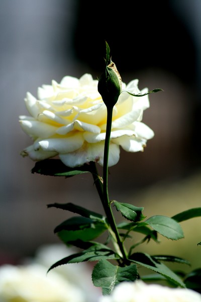 white rose-como zoo