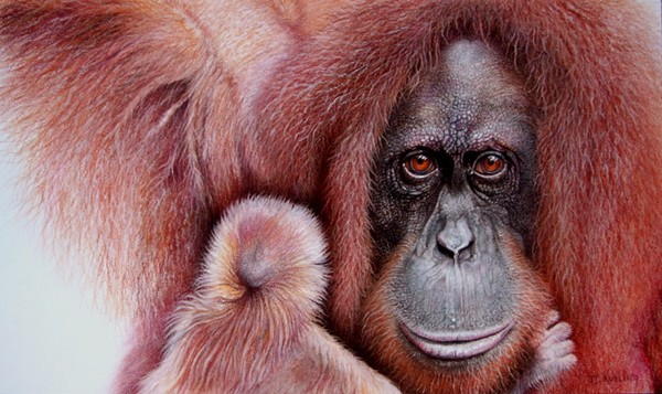 Sumatran orangutan and baby