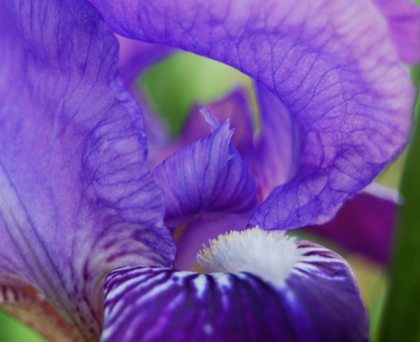 Purple Iris up close