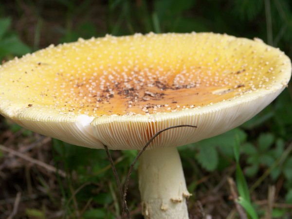 Mushroom at large