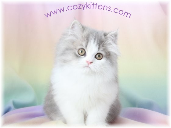 Cozy Kittens & Sue Johnson - www.cozykittens.com
