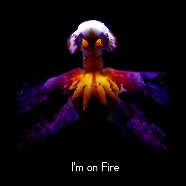 I'm on Fire (Incensed)