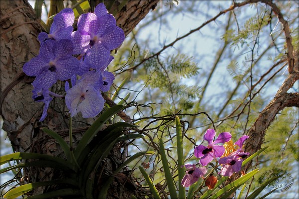 Orchids in the wild