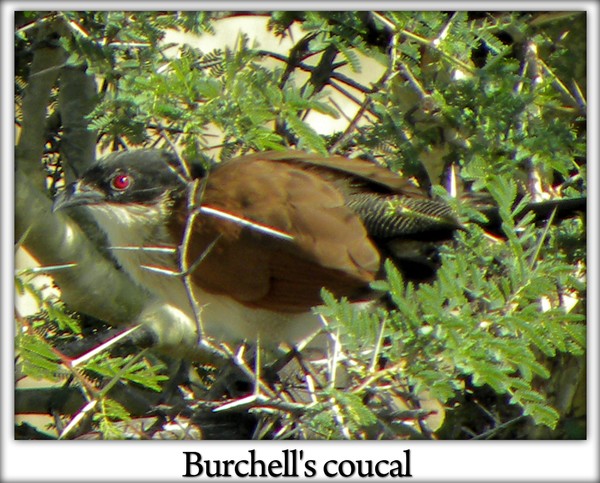 Burchell's coucal