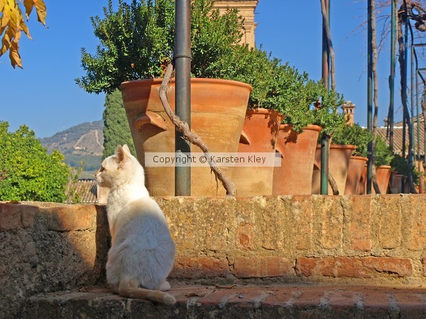 Alhambra kitten
