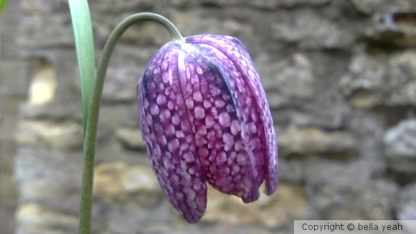 snake's head fritillary