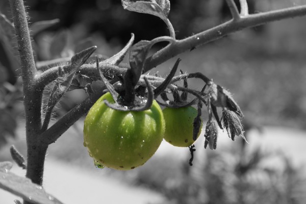 Green Roma Tomatoes