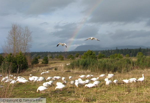 Snow Geese