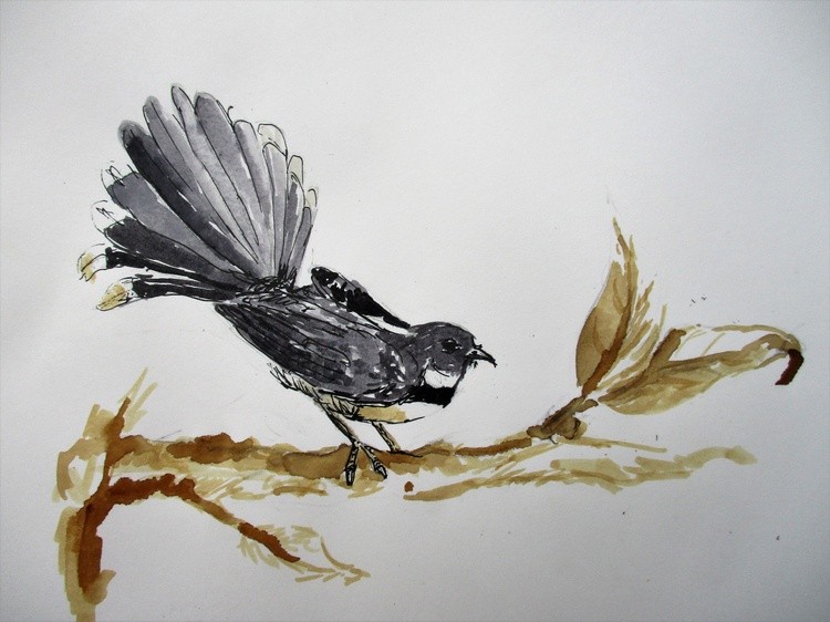 Pied fantail