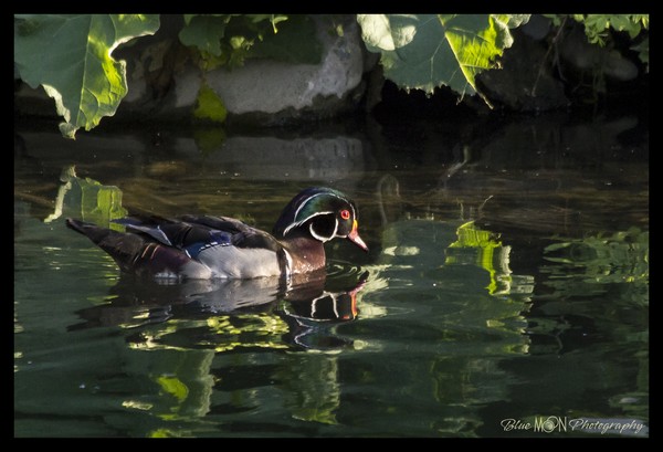 Wood Duck 1