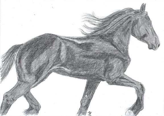 friesian mare