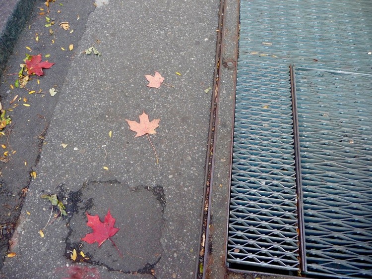 Leaves in the Street