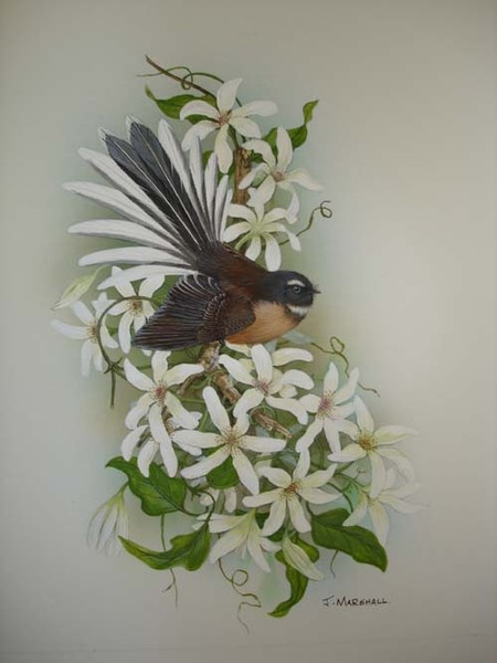 New Zealand fantail on clematis