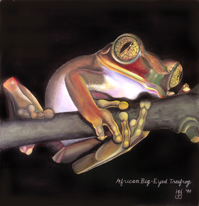 BIG-EYED AFRICAN TREEFROG