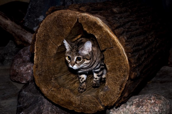 Black footed Cat